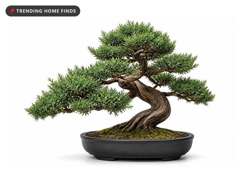 A faux juniper bonsai with a twisted brown trunk and dense green needles in a shallow black ceramic pot.